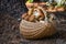 Full wicker basket of Boletus Edulis in the forest. Mushroom basket in the woods at fall. Nobody