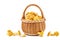 Full wicker basket with fresh chanterelle mushrooms