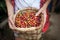 Full wicker basket with red ripe coffee beans in a hads of coffee picker at coffee plantation in Colombia