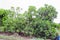 Full Width of Brearing Breadfruit Tree