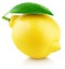Full yellow lemon citrus fruit with leaf on white