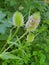 Fuller`s teasel Dipsacus fullonum, a wild plant growing in a thicket