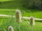 Fuller`s teasel or Dipsacus sativas blossom at flowerbed close-up, selective focus, shallow DOF