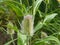 Fuller`s teasel or Dipsacus sativas blossom at flowerbed close-up, selective focus, shallow DOF