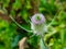 Fuller`s teasel or Dipsacus sativas blossom at flowerbed close-up, selective focus, shallow DOF