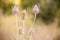 Fullers teasel in bloom, close up photo