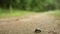 FullHD. Close up view of bumblebee drying wet wings and buff tail on clay ground. Natural ground