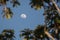 Fullmoon of the tropical forest / Landscape