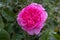 Fully bloom pink rose with raindrop