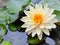 Fully bloom white water lily flower with orange center in a pond