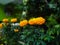 Fully bloom yellow marigold flower