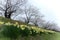 Fully bloomed cherry blossoms and daffodils along Hinokinai River,Kakunodate,Akita,Tohoku,Japan in spring.selective focus