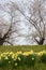 Fully bloomed cherry blossoms and daffodils along Hinokinai River,Kakunodate,Akita,Tohoku,Japan in spring.selective focus