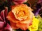 fully bloomed friendship peach rose in a colorful flower arrangement