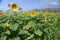 Fully bloomed multiple Sunflower field