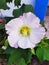 A fully bloomed slightly violet coloured flower in my garden