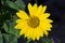 Fully Bloomed Sunflower