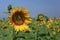 Fully bloomed Sunflower field