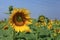 Fully bloomed Sunflower field