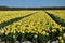 Fully bloomed Yellow tulip fields