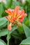Fully blooming of orange Canna spp.