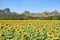 Fully Blossom Sunflower Field in Lopburi Thailand