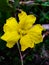 Fully blossom yellow flower with blur green background. It is beautiful flower.