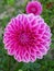 Fully blossomed pink Dahlia flower