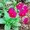 Fully blossomed red Phlox flowers in a garden