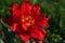Fully blossoming decorative red tulip hybrid