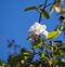 Fully blown Mademoiselle Cecile Brunner pale pink polyantha Sweetheart Rose.