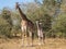 Fully body portraits of family of mother and two baby masai giraffes, Giraffa camelopardalis, standing in Kenyan landscape with dr