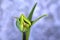 Fully closed young light green tulip flower surrounded with pointy elongated leaves