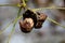 Fully cracked and open wrinkled dark brown walnut husk with fully visible light brown shell still attached to branches