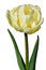 Fully developed blossoming creamy yellow flower of Tulip hybrid Mount Tacoma on white background