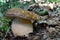 Fully developed Bronze Cep mushroom