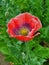 A fully developed flower of breadseed poppy Papaver somniferum