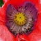 A fully developed flower of breadseed poppy Papaver somniferum, detail of the flower center