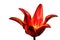 Fully developed tulip flower of Alladin hybrid with bright red petals and yellow center