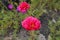 Fully double flowers of pink and red Portulaca grandiflora