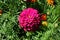 Fully double magenta-colored flower of Zinnia elegans in July