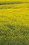 Fully flowered field, yellow flowers. Full spring natural background