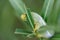 Fully grown oleander hawk moth caterpillar