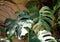 A fully grown variegated Monstera Albo Deliciosa plant