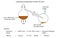 Fully labelled diagram of the laboratory preparation of nitric