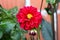 Fully open blooming Dahlia bushy herbaceous perennial plant with large dark red flower next to closed flower bud planted in local