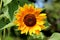 Fully open blooming sunflower plant with bright yellow with red petals and dark center surrounded with dense leaves in local urban