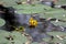 Fully open and blooming yellow flower of Water lily or Nymphaea aquatic rhizomatous perennial herb plant surrounded with green