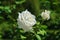 Fully open white rose with bud alongside shot in a rose garden