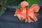 Fully opened double Hibiscus bloom in Salmon color